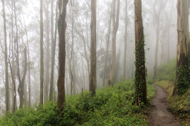 Eucalyptus forest near Mount Sutro in San Francisco, CA