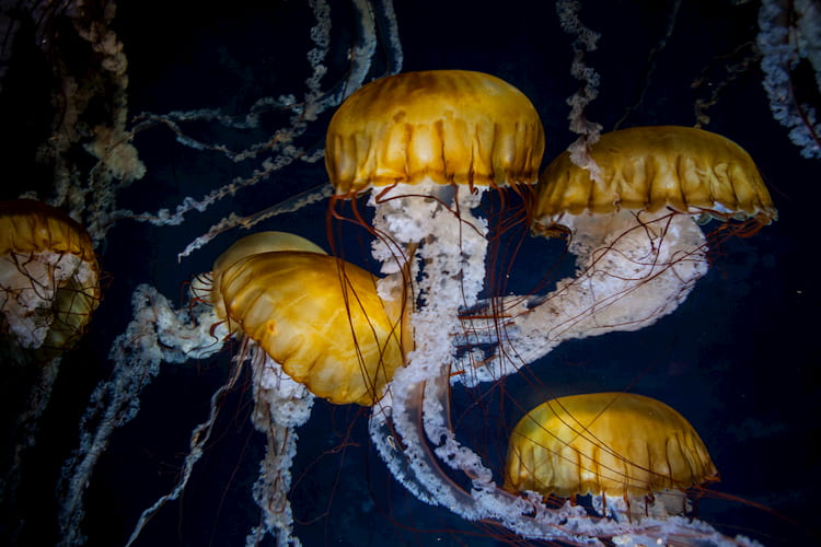 jellyfish floating in water at the aquarium of the bay