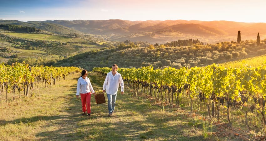 Two people carry a basket of grapes in a Napa Valley vineyard