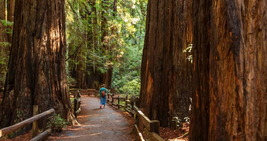 A person walking among the redwoods in Muir Woods