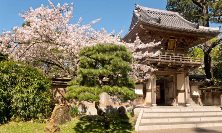 Cherry blossoms blooming at the San Francisco Japanese Tea Garden